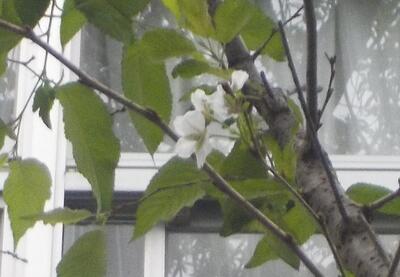 季節外れの桜の花